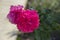 Beautiful large blooming red peony flowers in autumn