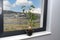 A beautiful, large bonsai tree in a black pot with liquid flower conditioner, standing on a marble window sill.