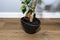 A beautiful, large bonsai tree in a black pot with liquid flower conditioner, standing on vinyl panels, a close-up shot of the roo