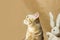 Beautiful large british shorthair female cat with big eyes on a beige background. Eco decor concept