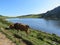 Beautiful large cows and well nourished by the green pastures of the mountain