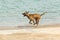 Beautiful large dog running along a shoreline