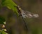 Beautiful large dragonfly, Cordulia aenea.