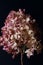 Beautiful large dry hydrangea flower on a dark background close-up. shabby chic, rustic style. simple flat composition