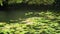 Beautiful large ducks on a pond, a lake. Reeds and water lilies