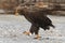 Beautiful large eagle on the ice with fish caught