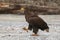 Beautiful large eagle on the ice with fish caught