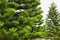 Beautiful large evergreen tree Araucaria