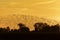 Beautiful large flock of starlings in flight at dusk over the countryside.