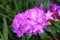 Beautiful large flowers of rhododendrons in a green lush with blur background. Lilac flowers of green leaves in the