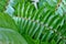 Beautiful, large, green leaf fern in daylight