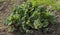 Beautiful large green rhubarb Bush in Sunny weather in the garden