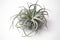 beautiful large grey green air plant , Tillandsia isolated, design element, Generative AI.