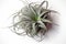 beautiful large grey green air plant , Tillandsia isolated, design element, Generative AI.