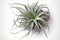 beautiful large grey green air plant , Tillandsia isolated, design element, Generative AI.