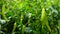 Beautiful large growing Bell pepper in a greenhouse close-up. Fresh juicy green peppers on the branches macro