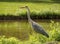 A beautiful large heron bird on the canal bank in green grass on a bright sunny day in the Dutch town of Vlaardingen Rotterdam, N