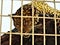 Beautiful large leopard caged in captivity