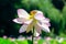 Beautiful large light pink waterlily or lotus flower latin Nelumbo nucifera or Nymphea lotus in full bloom on a lake in a sunny