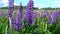 Beautiful large lilac forest flowers lupine with green leaves swaying in the wind in the meadow on a Sunny day against