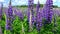 Beautiful large lilac forest flowers lupine with green leaves swaying in the wind in the meadow on a Sunny day against