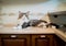 Beautiful large maine coon cat lies on the kitchen table