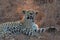 Beautiful large male leopard resting in nature in gathering dark