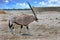 Beautiful Large Male Oryx walking across the cry Etosha Plains