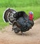 Beautiful large Male Turkey gobbler , outdoor shooting