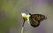 Beautiful large Monarch butterfly Danaus plexippus in profile feeding on nectar