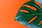 Beautiful large monstera leaf on an orange background. Close-up. Selective focus