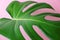 Beautiful large monstera leaf on a pink background. Close-up