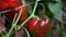 Beautiful large pepper growing in greenhouse.