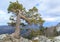 Beautiful large pine grows on a cliff over the precipice