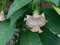 Beautiful large pink flowers on the branches of plants datura