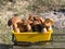 Beautiful large porcini mushrooms in a yellow basket. Boletus edulis mushrooms.