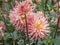 Beautiful large semi cactus Dahlia flowers, variety Surprise