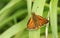 A beautiful Large Skipper Butterfly Ochlodes sylvanus perching on a blade of grass.