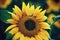 Beautiful large sunflower flower with oval petals and gray yellow middle.