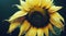 Beautiful large sunflower flower with oval petals and gray yellow middle.