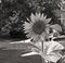 Beautiful large Sunflower in sepia color