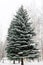 Beautiful large, tall, green fir tree all in the snow on the street in winter