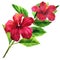 Beautiful large tender pink flower, bright red blooming tropical flower with leaves, romantic bouquet, isolated, hand