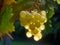 Beautiful_large_transparent_berries_of_white_currant_glow_1690446493540_7