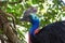 Beautiful large tropical bird cassowary