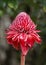 Beautiful large tropical flower unusual form. Madagascar.