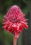 Beautiful large tropical flower unusual form. Madagascar.