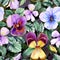 Beautiful large vivid viola flowers with green leaves on dark background. Seamless spring or summer floral pattern.