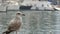 Beautiful large white with brown seagull sits on a wooden pier in the Spanish bay, against a background of white