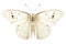 Beautiful Large White butterfly isolated on a white background with clipping path